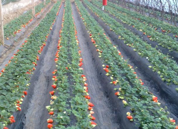 ���̰���